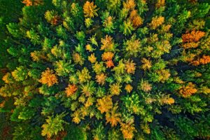 die Spitzen eines Lärchenwaldes von Oben aus der Vogelperspektive aufgenommen im Herbst
